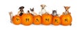 Cats and Dogs Over Thanksgiving Pumpkins