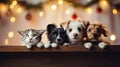 A cats and a dogs peeking out from behind a wooden board. Cute puppies and kittens with a defocused Christmas background