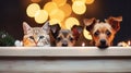 A cats and a dogs peeking over white edge. Web promotional banner for pet shop or vet clinic. Background with cute pets.