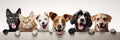 A cats and a dogs peeking over white edge. Web promotional banner for pet shop or vet clinic. Background with cute pets.