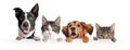 Cats and Dogs Peeking Over White Web Banner Royalty Free Stock Photo