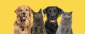 Cats and dogs, together in a row, against yellow background Royalty Free Stock Photo