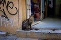 Cat in the city of Athens