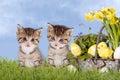 Cats, Easter, with daffodils on grass Royalty Free Stock Photo