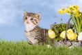 Cats, Easter, with daffodils on grass Royalty Free Stock Photo