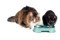 Cats eating Royalty Free Stock Photo