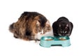 Cats eating Royalty Free Stock Photo