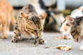 Cats eating a fish Royalty Free Stock Photo