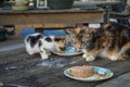 Cats eating Royalty Free Stock Photo