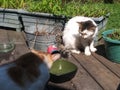 Cats Eating