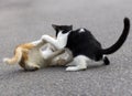 Cats enjoying playing with one another. Royalty Free Stock Photo