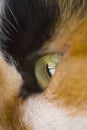 Cats eye Royalty Free Stock Photo