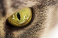 Cats eye Royalty Free Stock Photo