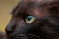 Cats eye macro close up, gorgeous young kitty posing for a photo