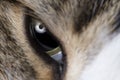 Cats eye macro shot Royalty Free Stock Photo