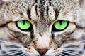 Cats eyes