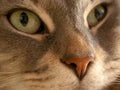 Cats Eyes Royalty Free Stock Photo