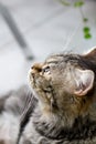 Cats eyes: Close up of a tabby cats eyes,Closeup of Hypnotic Cat Royalty Free Stock Photo