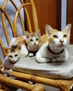 Cats family