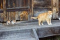 Cats family on a farm