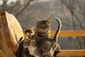 Cats family sitting on bench.