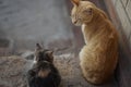 Cats family spend time together, ginger cat father and ashy kitten daughter, rest in the yard, cute domestic animals