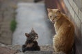 Cats family spend time together, ginger cat father and ashy kitten daughter, rest in the yard, cute pets