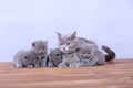 Cats family on a wooden background Royalty Free Stock Photo