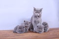 Cats family on a wooden background Royalty Free Stock Photo