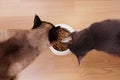 Cats with feeding bowl Royalty Free Stock Photo