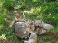 Mamma gatta e i suoi cuccioli