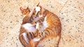 Cats Fight Royalty Free Stock Photo