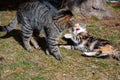 Two cats fighting in the garden