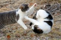 Cats fighting outdoors