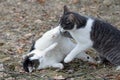 Cats fighting outdoors