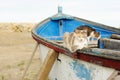 Cats in a fishing boat