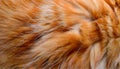 a cats furry coat warm hair fluffy long cat hair animal allergy pattern natural feline kitty striped animal pet animals allergic