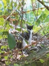 Cats go on an adventure exploring the forest Royalty Free Stock Photo
