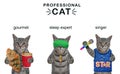 Cats gray are professionals Royalty Free Stock Photo