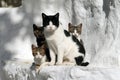 Cats Greece Royalty Free Stock Photo