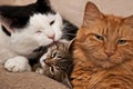 Cats Grooming Royalty Free Stock Photo