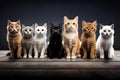 Cats group looking into camera. Royalty Free Stock Photo