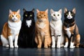 Cats group looking into camera. Royalty Free Stock Photo