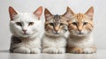 Cats half heads on a white background Royalty Free Stock Photo