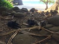 Cats on Hanakapiai Beach on Na Pali Coast on Kauai Island, Hawaii - Kalalau Trail. Royalty Free Stock Photo