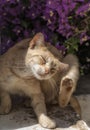 cats have a beautiful coat, a charming face and a graceful disposition Royalty Free Stock Photo