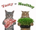 Cats hold microgreens and meat Royalty Free Stock Photo