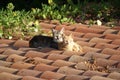 Cats on a hot roof