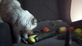 Cats are interested in vegetables. Stock footage. Two cats became interested in folded vegetables and sniffed at them