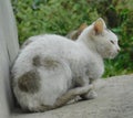 Cats isolated on blurred background Royalty Free Stock Photo